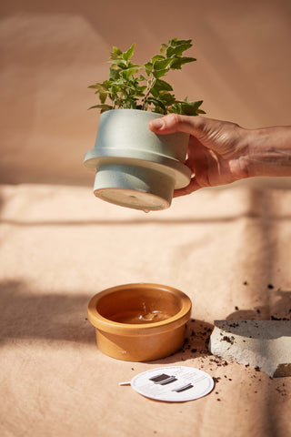 Paddywax - Folia in Fresh Fig & Cardamom