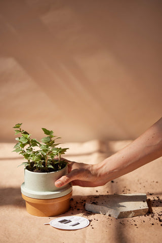 Paddywax - Folia in Fresh Fig & Cardamom