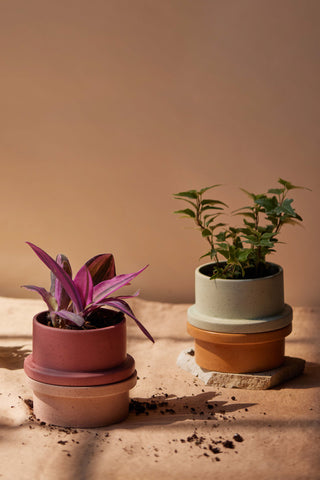 Paddywax - Folia in Fresh Fig & Cardamom