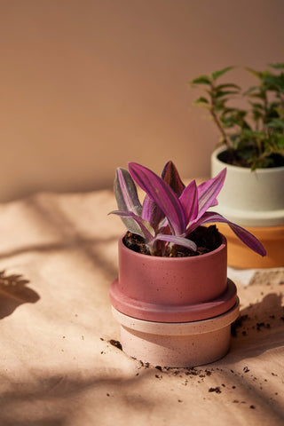 Paddywax - Folia in Fresh Fig & Cardamom